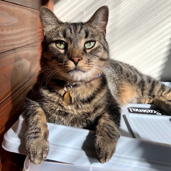 Meet your Posher, Juliana - Picture 6 of 8